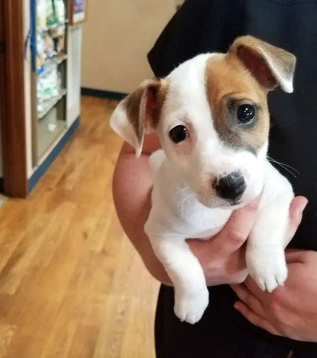 All American City Veterinary Hospital Picture 5