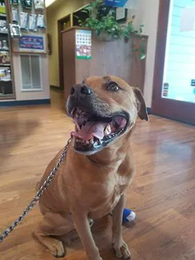 All American City Veterinary Hospital Picture 6