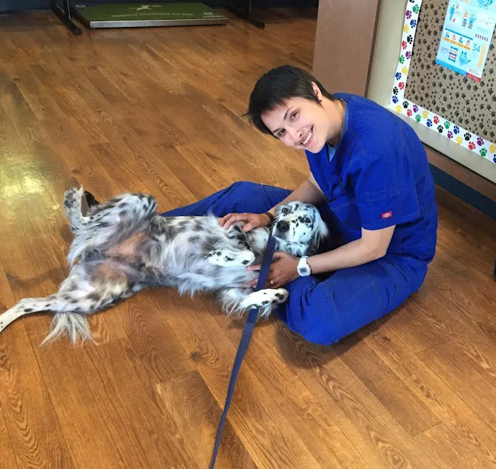 All American City Veterinary Hospital Picture 3