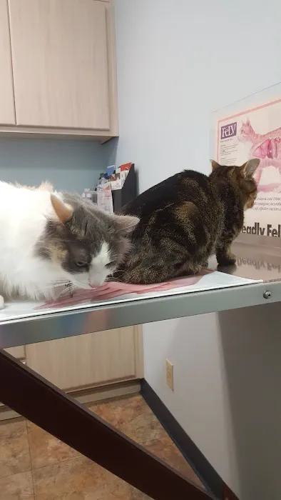 All American City Veterinary Hospital Picture 7