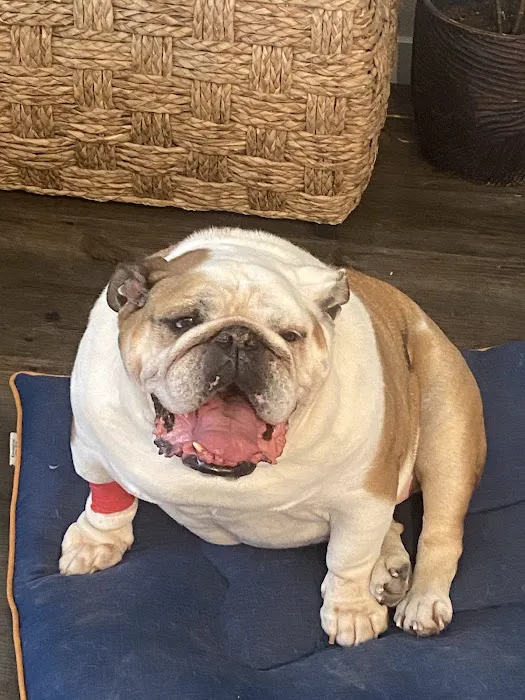 Dry Creek Veterinary Center Picture 6
