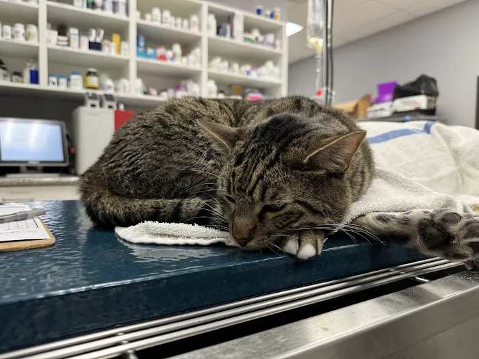 Dry Creek Veterinary Center Picture 5