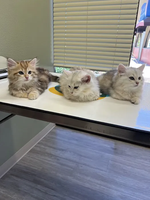 Roseville Animal Medical Center Picture 9