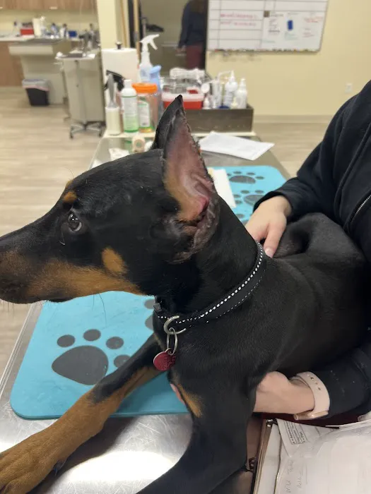 Roseville Animal Medical Center Picture 8