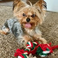 Sacramento Valley Veterinary Services ico