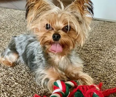 Sacramento Valley Veterinary Services
