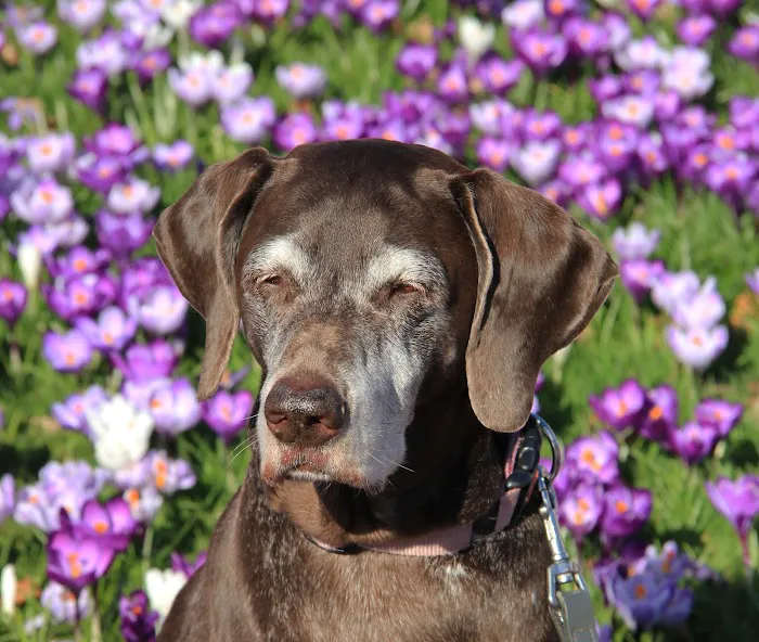 Sacramento Valley Veterinary Services Picture 9