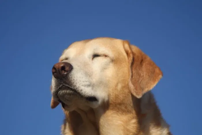 Sacramento Valley Veterinary Services Picture 5