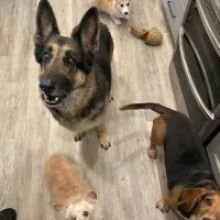Hazel Ridge Veterinary Clinic ico