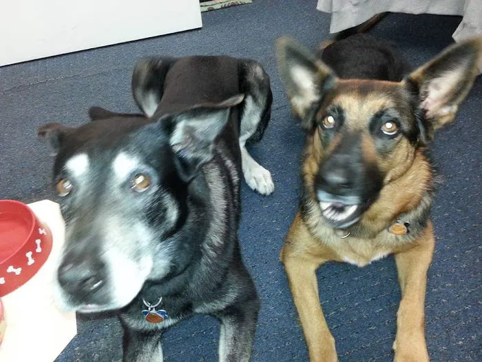 Hazel Ridge Veterinary Clinic Picture 5