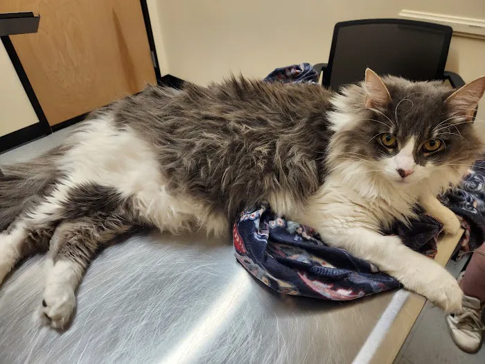 Greenback Hazel Animal Hospital Picture 7