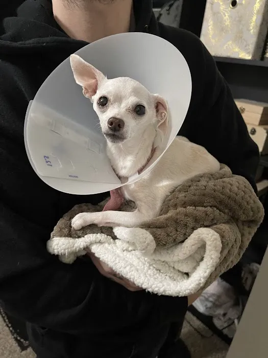 Greenback Hazel Animal Hospital Picture 3