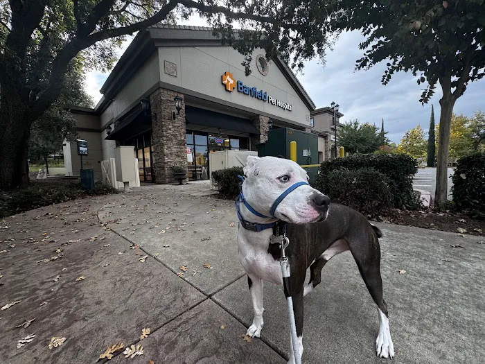 Banfield Pet Hospital Picture 8