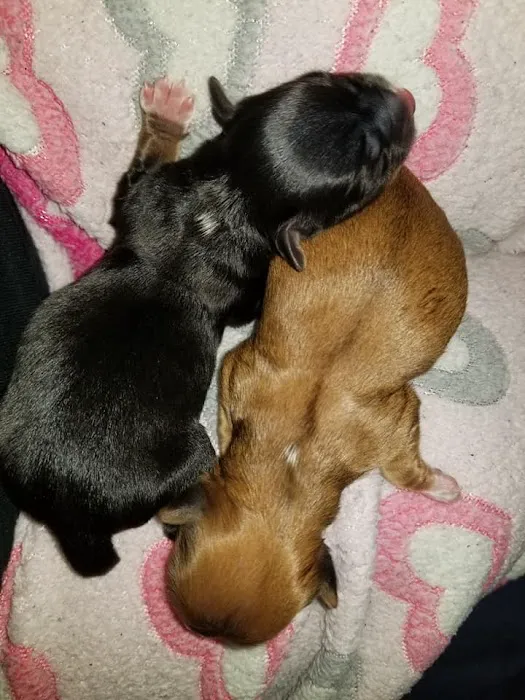 Banfield Pet Hospital Picture 9