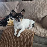 VCA American River Animal Hospital ico