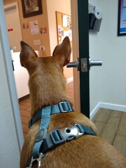 VCA American River Animal Hospital Picture 5