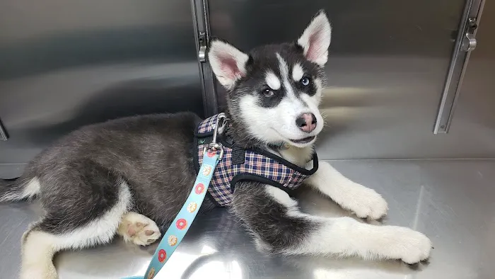 VCA American River Animal Hospital Picture 6