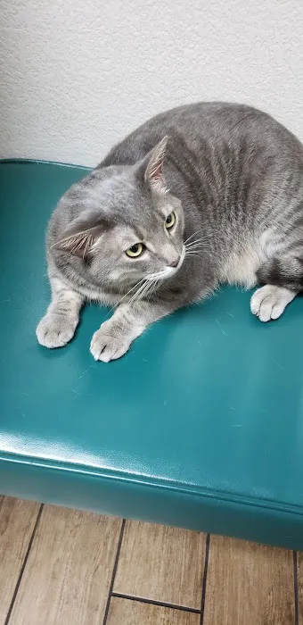 VCA American River Animal Hospital Picture 4
