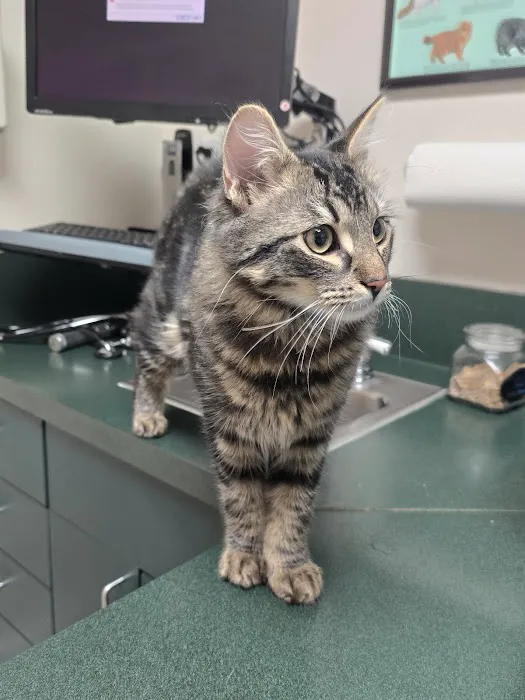 VCA American River Animal Hospital Picture 8