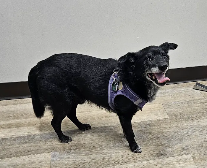 Blue Oaks Veterinary Clinic Picture 1