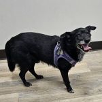 Blue Oaks Veterinary Clinic