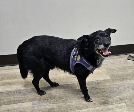 Blue Oaks Veterinary Clinic
