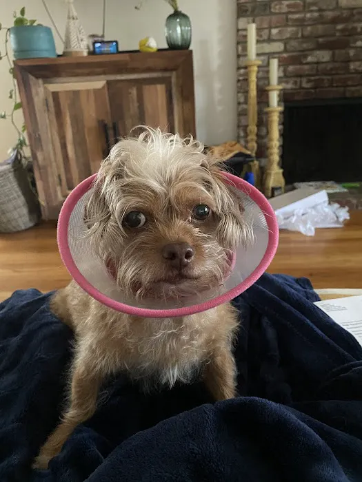 Banfield Pet Hospital Picture 3