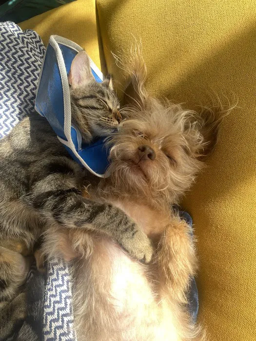 Banfield Pet Hospital Picture 2