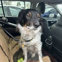 Banfield Pet Hospital ico