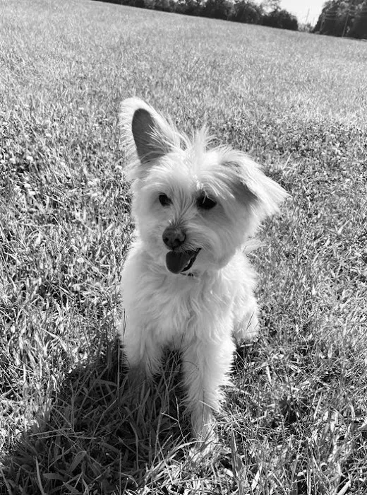 Banfield Pet Hospital Picture 4