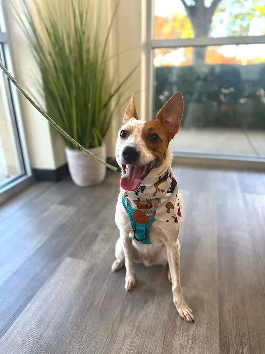 Grant Veterinary Care Picture 3