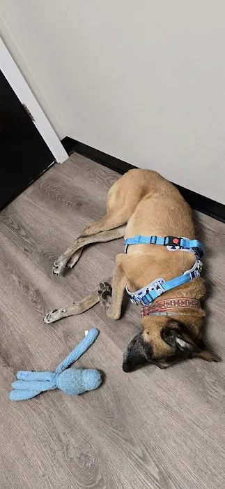 Animal Eye Care Associates Picture 8