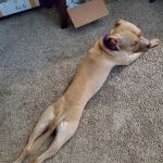 Animal Eye Care Associates