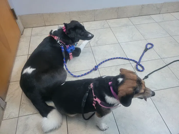 Animal Medical Clinic of Chesapeake Picture 1