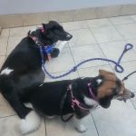 Animal Medical Clinic of Chesapeake