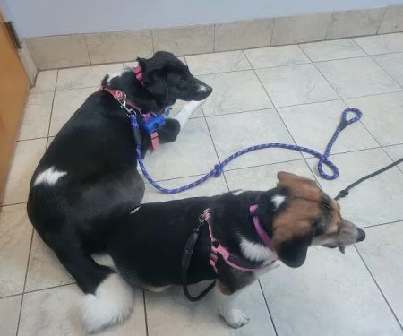 Animal Medical Clinic of Chesapeake