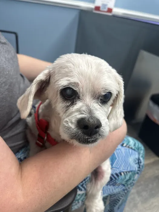 Hampton Roads Veterinary Urgent Care Picture 8
