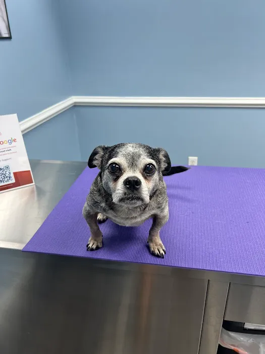 Hampton Roads Veterinary Urgent Care Picture 7
