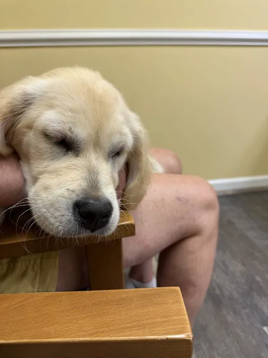 Hampton Roads Veterinary Urgent Care Picture 3