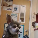 VCA Portsmouth Animal Hospital