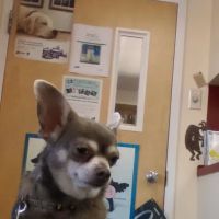 VCA Portsmouth Animal Hospital ico