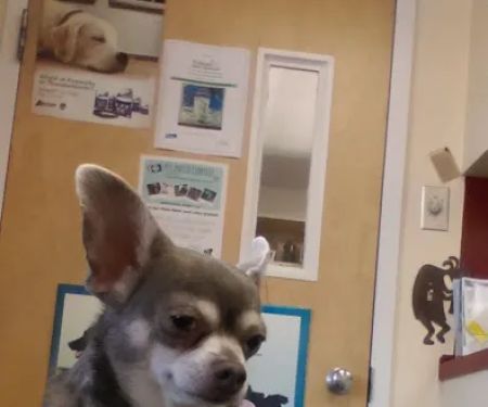 VCA Portsmouth Animal Hospital