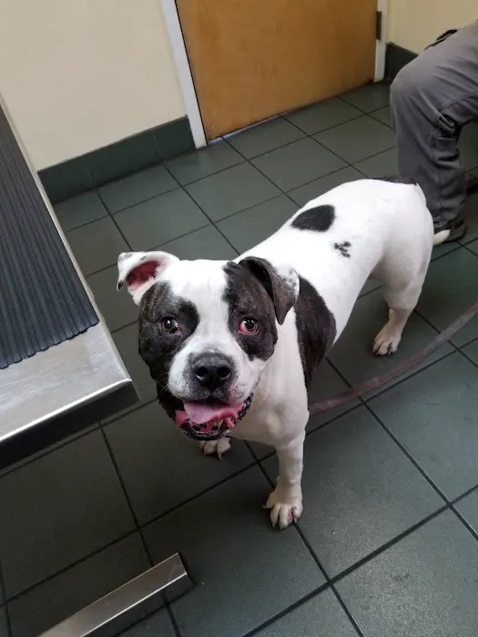VCA Portsmouth Animal Hospital Picture 7