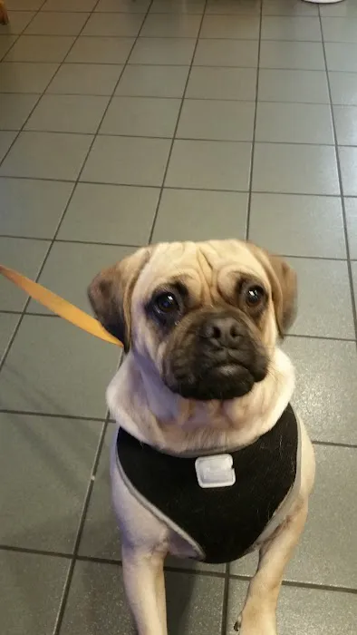 VCA Portsmouth Animal Hospital Picture 8