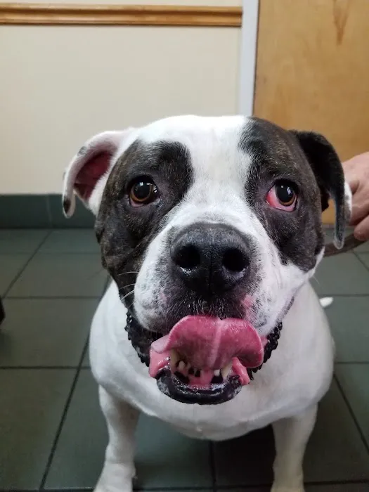 VCA Portsmouth Animal Hospital Picture 3
