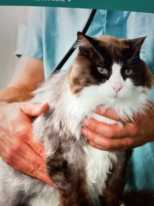 VCA Brentwood Animal Hospital Picture 1
