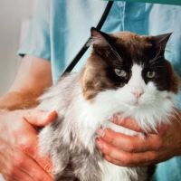 VCA Brentwood Animal Hospital ico