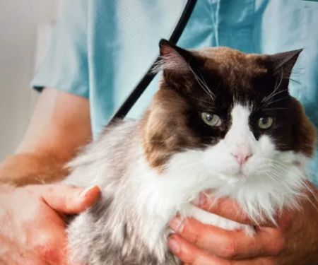 VCA Brentwood Animal Hospital