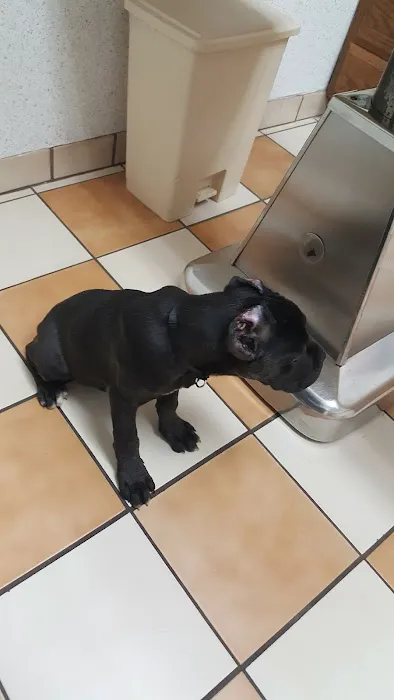 VCA Brentwood Animal Hospital Picture 6