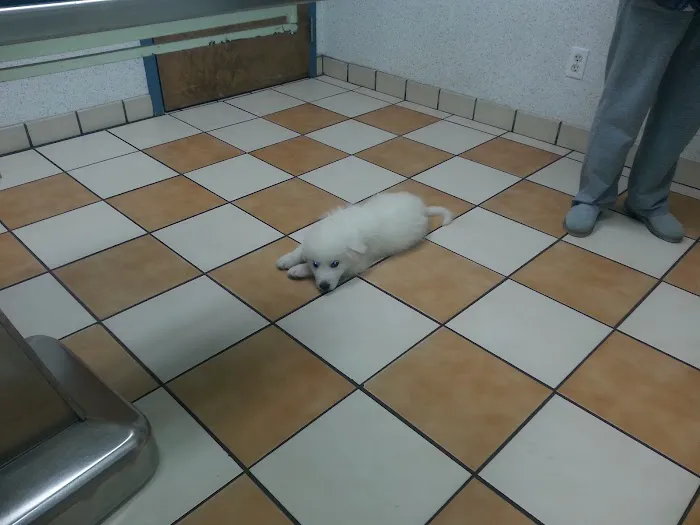 VCA Brentwood Animal Hospital Picture 8